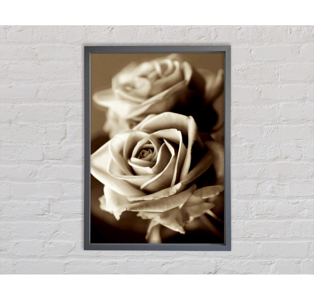 Sunning Sepia Roses - Single Picture Frame Kunstdrucke auf Leinwand