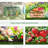 70.75" W x 35.5" D Mini Greenhouse-98227699