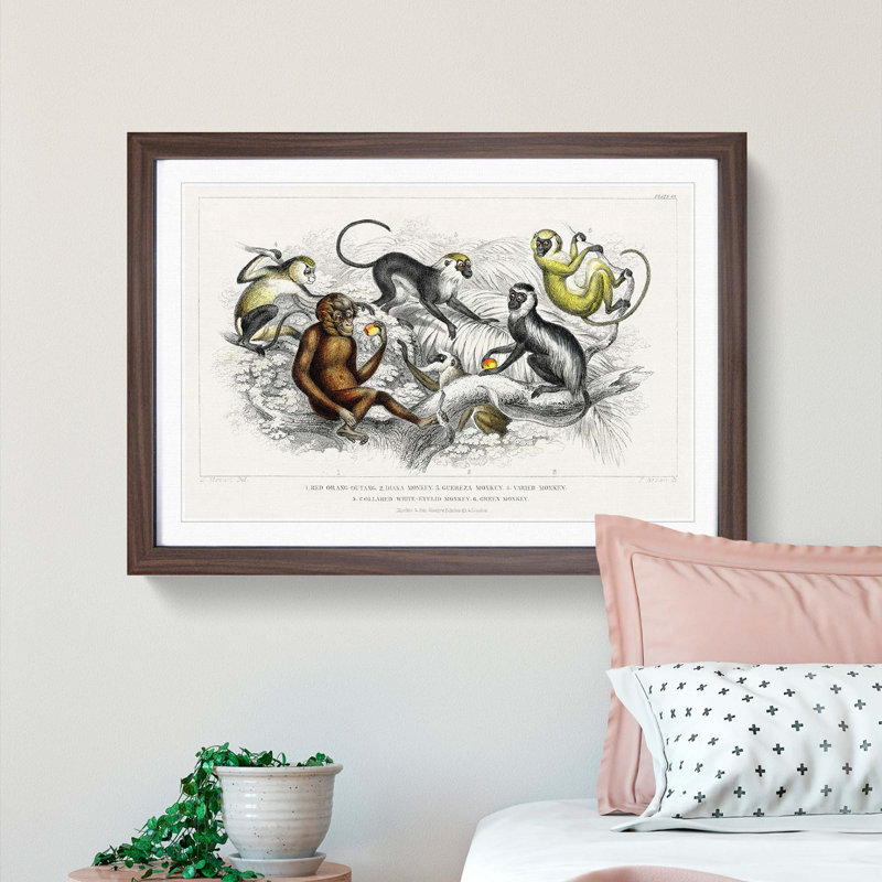 Orangutan and Monkeys by Oliver Goldsmith - Framed Print, 36cm H x 48cm W x 2cm D, Walnut Framed