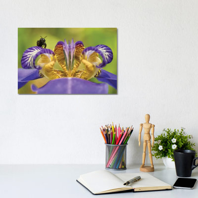 Bee On Purple Flower by Glauco Meneghelli - Wrapped Canvas Print