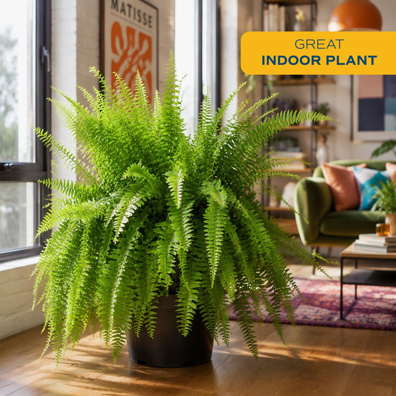 Fern Plant in Pot