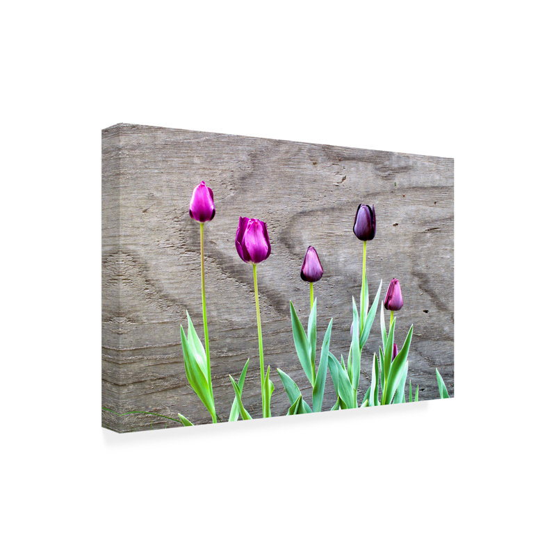 Art sur toile, tulipe bolognaise, Kent, H 12 po x l 19 po