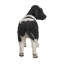 Statue de vache debout noir et blanc