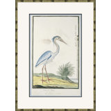 Bird Drawings, Circa 1777 Giclee Print by Robert J. Gordon