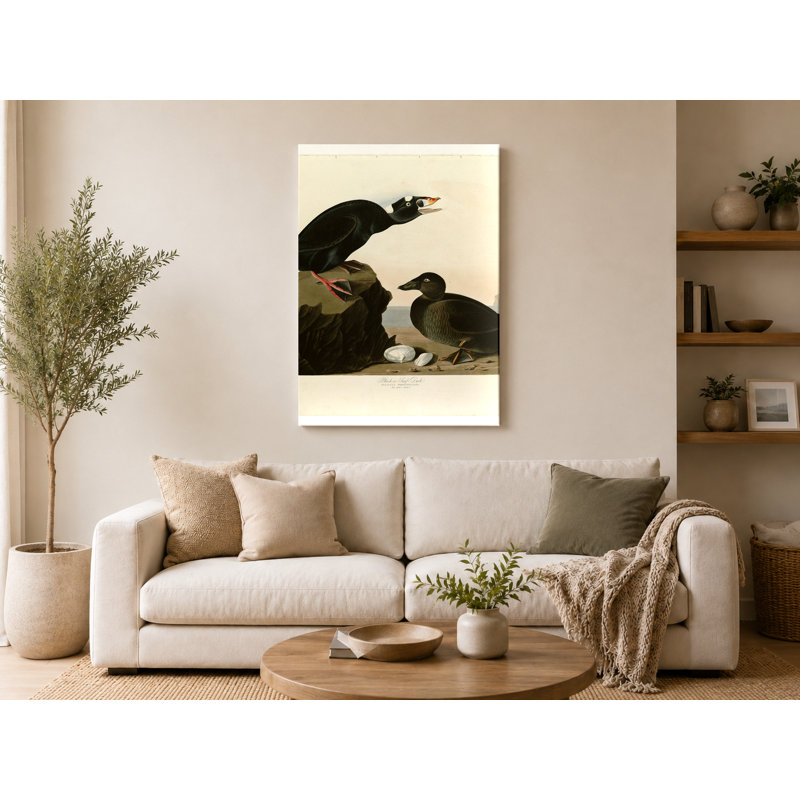 «Black or Surf Duck» (planche 317) - art mural sur toile, L 18 po x H 12 po