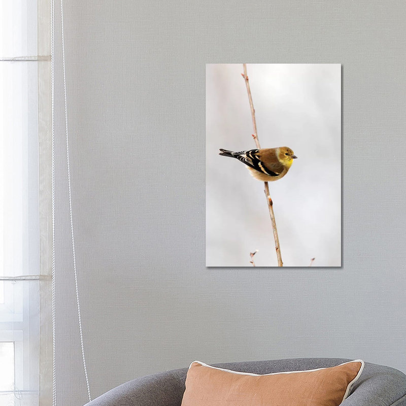 American Goldfinch Canada by Scott Leslie - Wrapped Canvas Print, 66.04 cm H x 45.72 cm W x 1.91 cm D