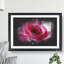 Pink Rose Flower Vol.7 - Picture Frame Graphic Art-62803972-62803973