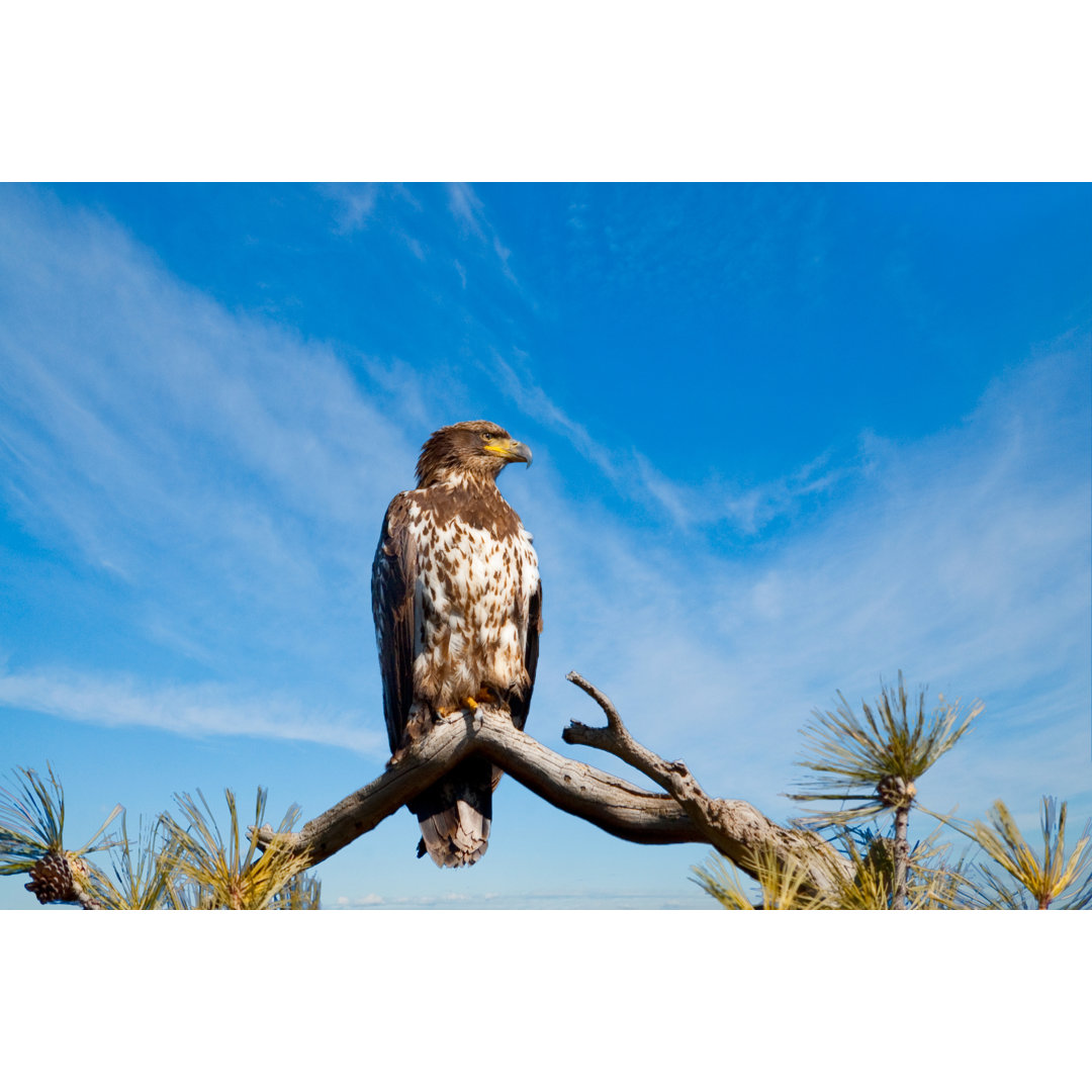 Immature Golden Eagle Perched On A Branch von JeffGoulden - Drucken