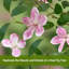 Arrangement