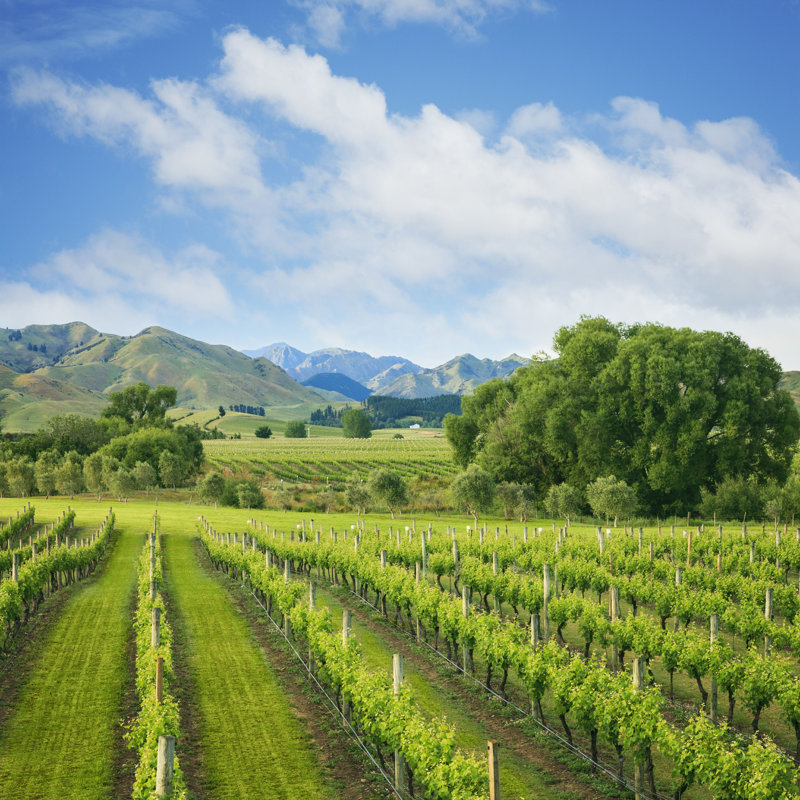 Vineyard - Photographie sur toile tendue, H 12 po x l 12 po