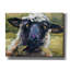 «Bless Ewe» par CR Townsend-101609427