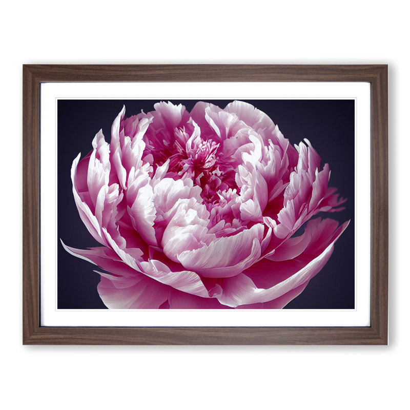 Astonishing Peony Flower - Single Picture Frame Print, 46cm H x 64cm W, Brown