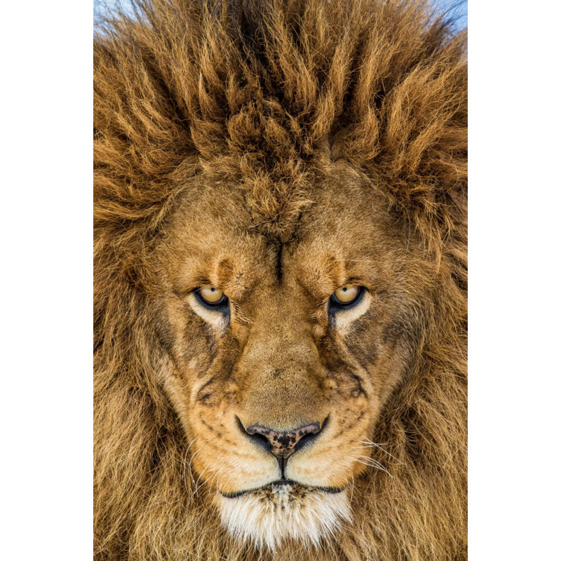 Wrapped Canvas Print, 76.2 cm H x 50.8 cm W