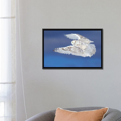 «Flight of the Snowy - Snowy Owl» par Jim Cumming - reproduction de photo sur toile encadrée