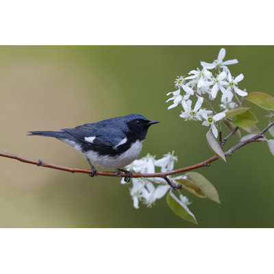 " Black-Throated Blue Warbler " by Brianlasenby