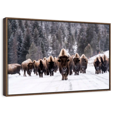 Bison Herd In Winter