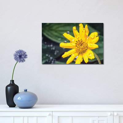 Yellow Flower With Water Drops - Wrapped Canvas Print