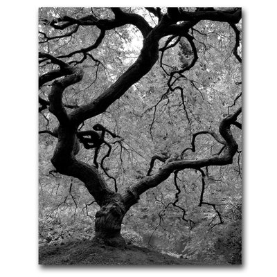 David Farley - Photograph on Canvas