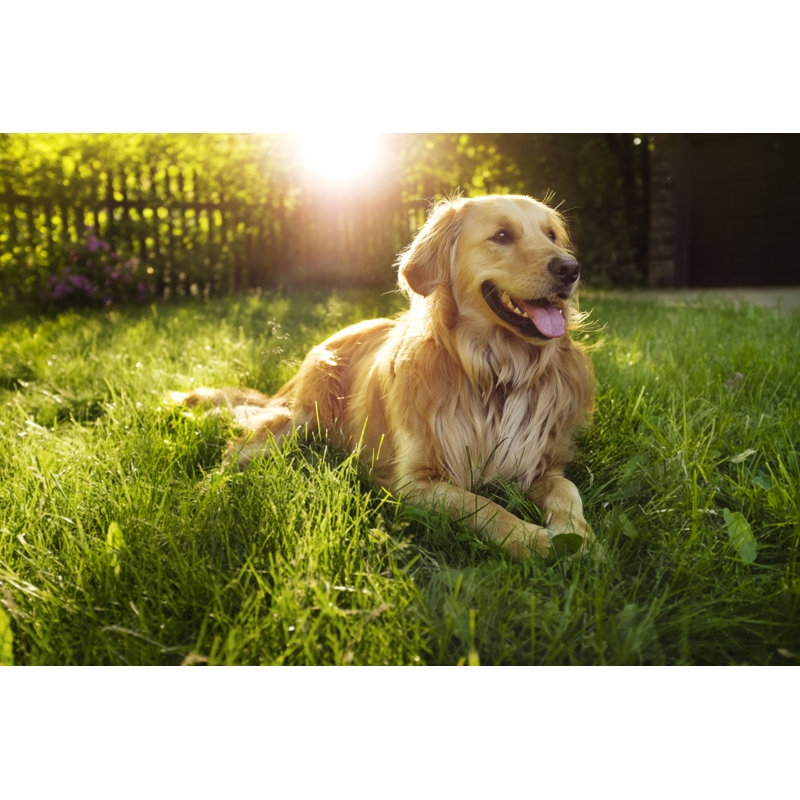 «Ayube Golden Retriever on Canvas» par Jonathandavidsteele, photographie, H 8 po x l 12 po x P 1,25 po