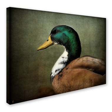 Trademark Art Jai Johnson  Mallard Duck Portrait  by Jai Johnson Print on  Canvas & Reviews
