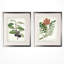 «Vintage Botanical Sketch X», ensemble de 2 reproductions de peintures à l'acrylique encadrées-28785954