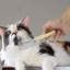 Pet Cat Comb, Wooden Handle Single-row Comb, Grooming Comb for Cats