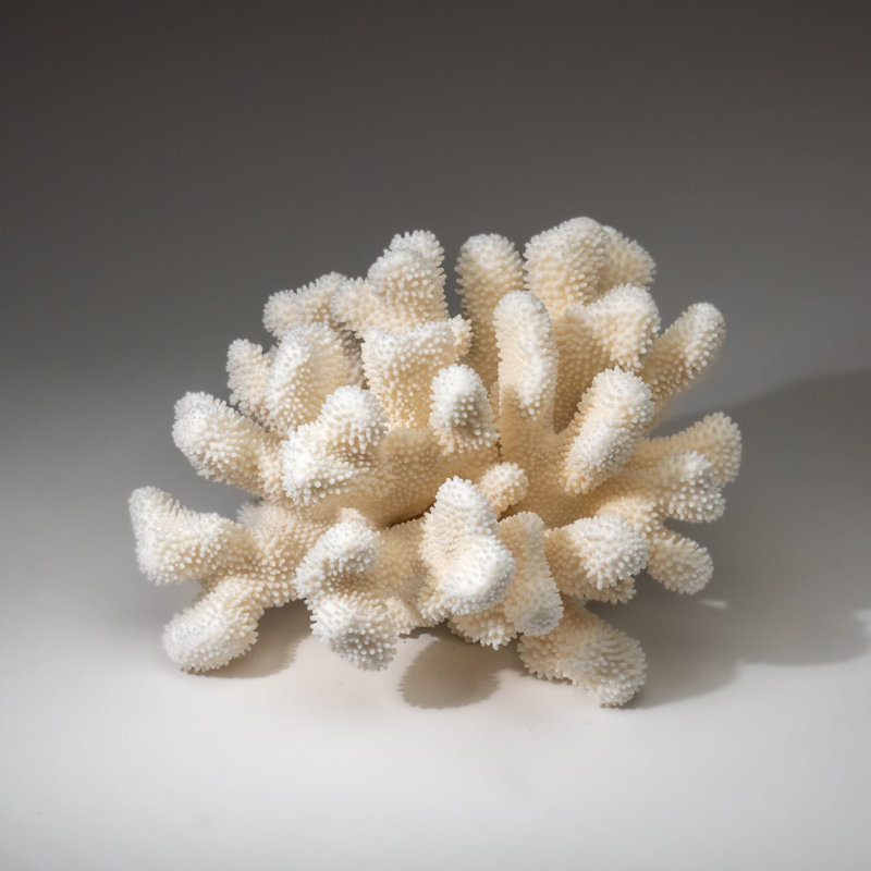 Genuine White Cat's Paw Coral (8.5 Lbs)