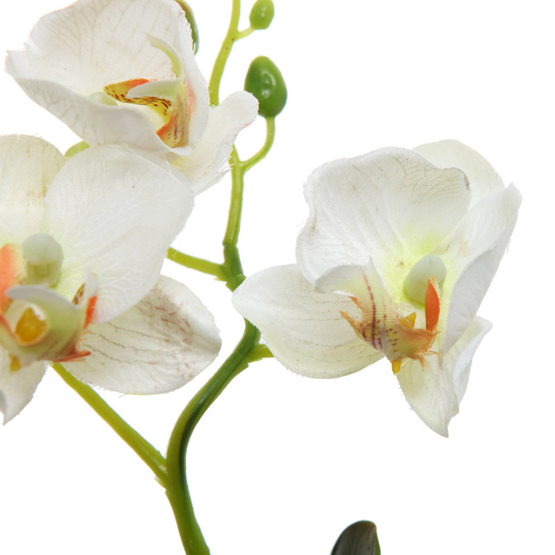Orchid Arrangement in Vase