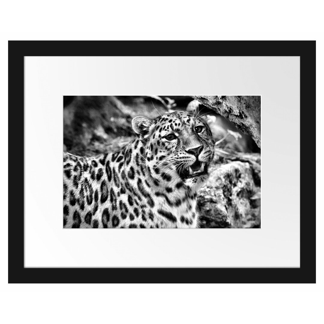 Gerahmtes Poster Prachtvoller Leopard