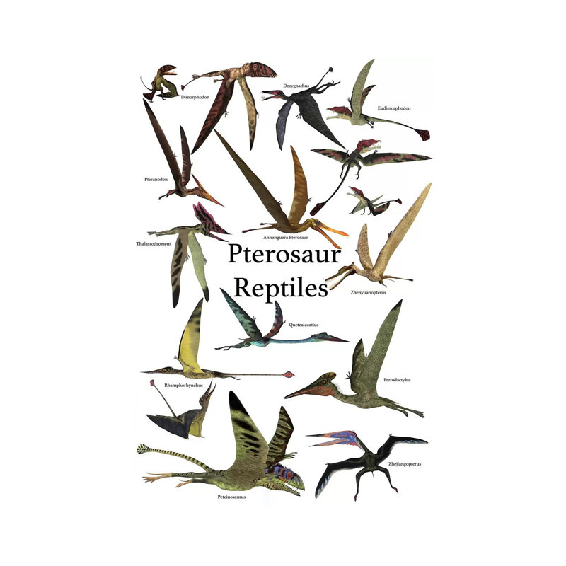 Poster Of Various Flying Pterosaur Reptiles During The Prehistoric Age by Corey Ford - Wrapped Canvas Print