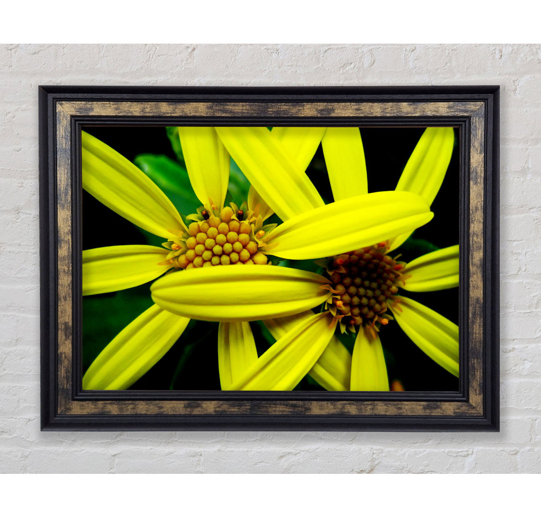 Gerahmter Kunstdruck Yellow Star Flowers