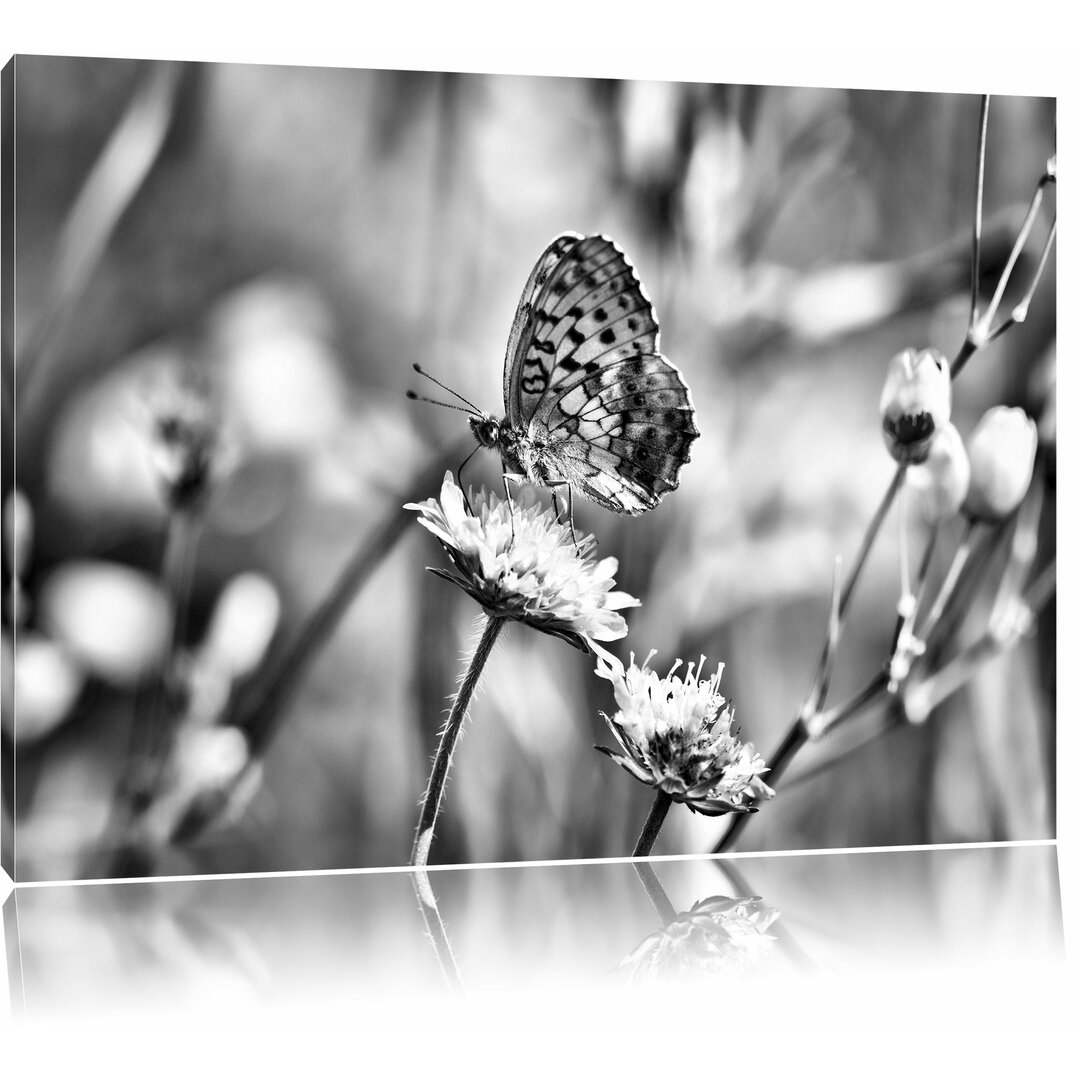 Leinwandbild Bezaubernder Schmetterling in Monochrom