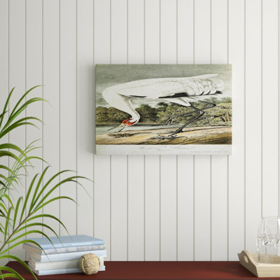 " Whooping Crane "