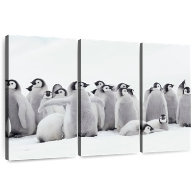 Brampt Young Emperor Penguins