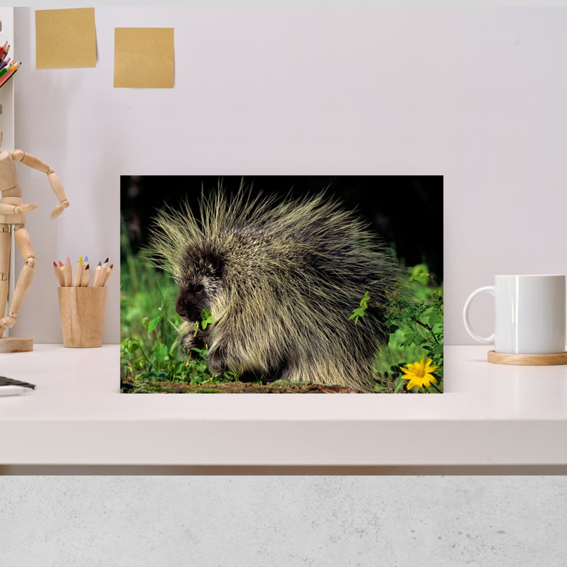 Porcupine On Log Eating Leaves Erethizon Dorsatum Abstract Contemporary Animal Nature Wall Art, H 12 po x l 18 po