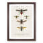 Insect Illustrations PL.L by Charles d'Orbigny - Picture Frame Painting Print-55576272-55576270