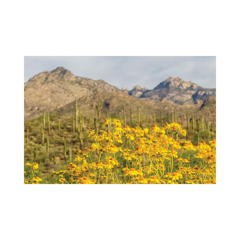 USA, Arizona, Sabino Canyon. Brittlebush blossoms and Catalina Mountains. 1 Piece Wrapped Canvas Wall Art