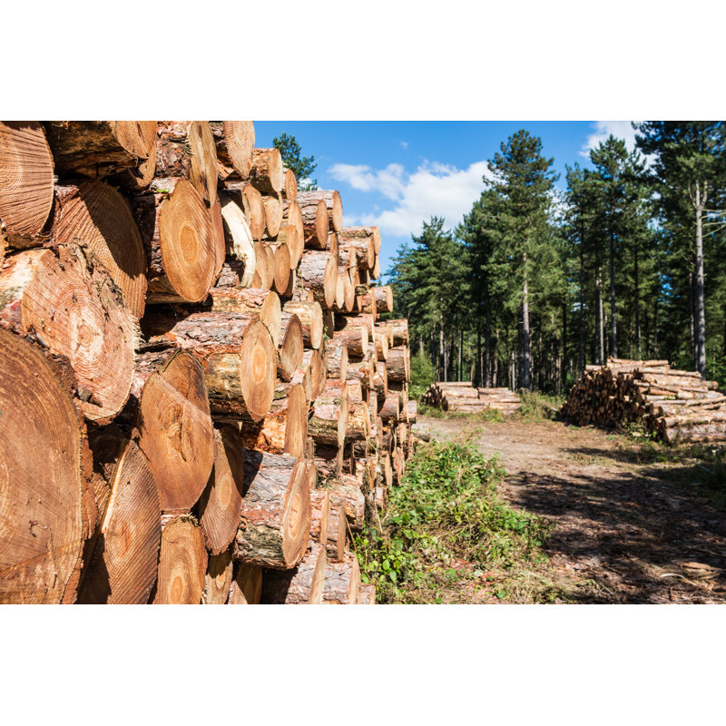 Lumber Wood by Jaroslaw Kilian - Wrapped Canvas Print, 20cm H x 30cm W
