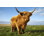 Highland Cow, Écosse par Gannet77