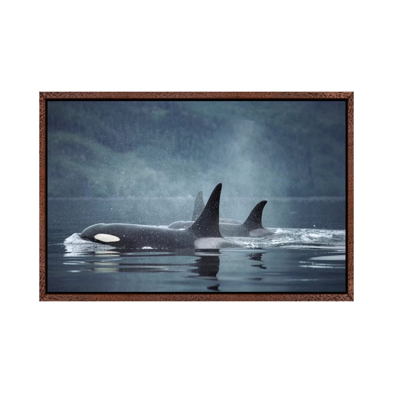 Orca Group Surfacing, Johnstone Strait, British Columbia, Canada by Flip Nicklin - Print on Canvas, 101.6 cm H x 66.04 cm W