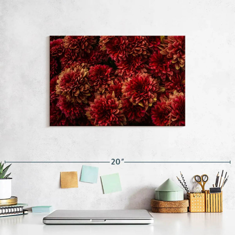 Dahlias Harnek rouge foncé, H 8 po x l 12 po
