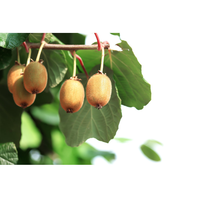 Achiuta Kiwi Bunches On Canvas par Olga Kubareva, photographie, H 32 po x l 48 po