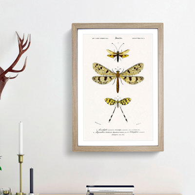 Butterfly Illustrations PL. 3 by Charles d' Orbigny - Picture Frame Graphic Art Print