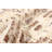 Tangier Beige Rug 5'0" x 8'5"