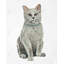 Chat britannique à poils courts - Illustration sur toile féline