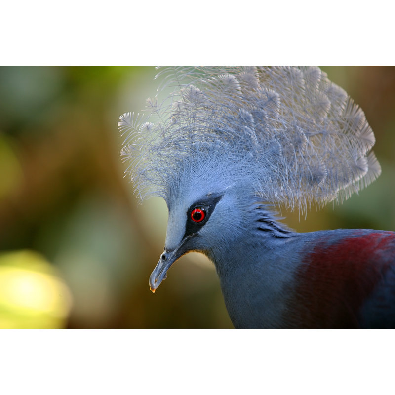 Kissonerga Crowned Pigeon - Wrapped Canvas Print, 30cm H x 46cm W x 3.8cm D