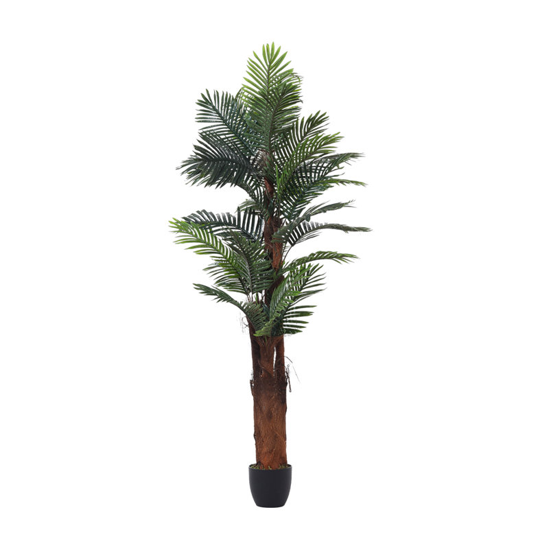 200cm Plant