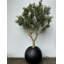 Artificial Olive Tree 30" Globe Planter-445470674