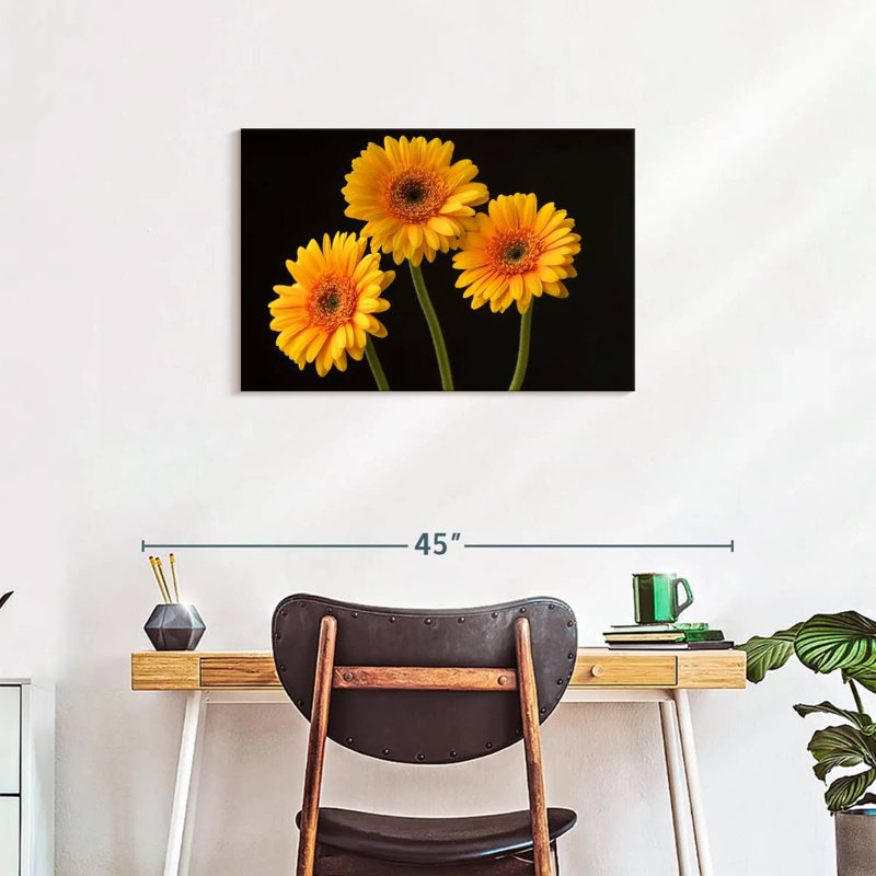 Trois marguerites Harnek sur fond sombre, H 20 po x l 30 po