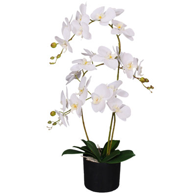 Anneus Arrangement in Pot